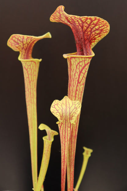 Sarracenia ornata var. ornata 'Superornata' F201 MK