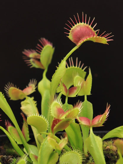 Dionaea muscipula "GC Suspiria"