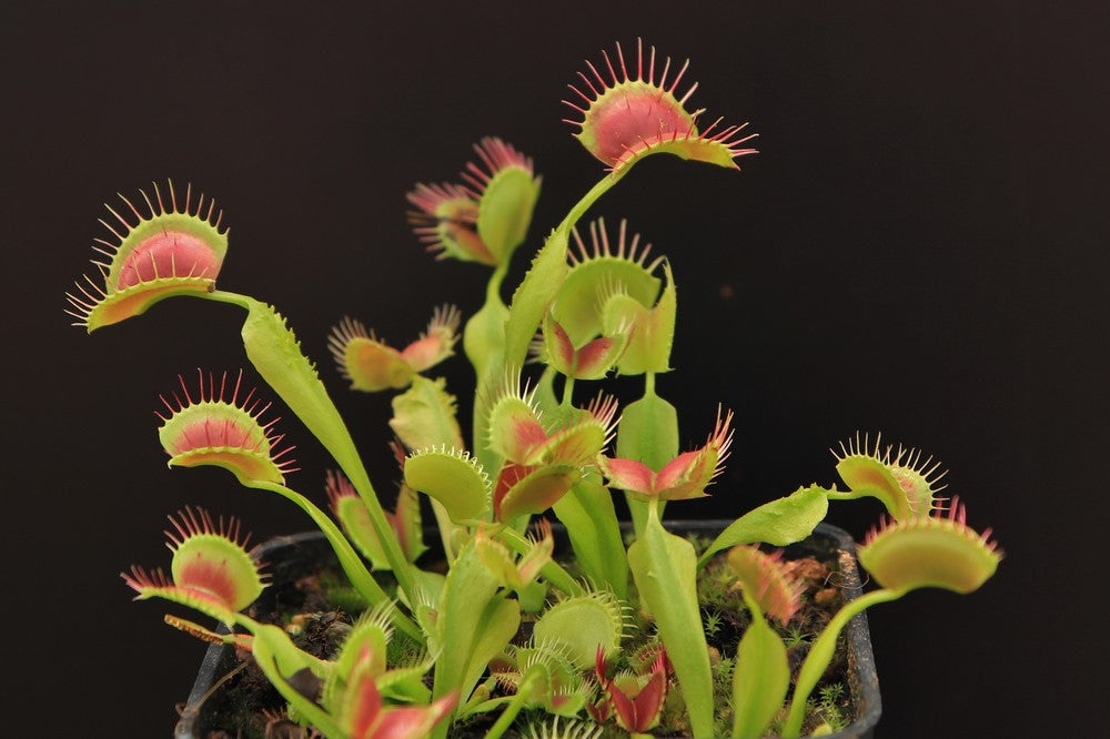 Dionaea muscipula "GC Suspiria"