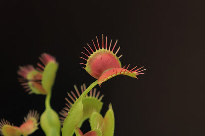 Dionaea muscipula "GC Suspiria"