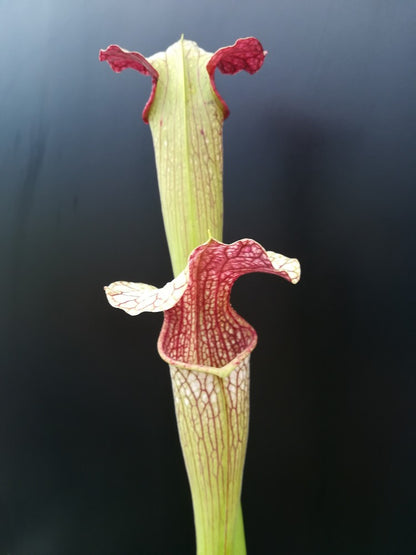 Sarracenia areolata "Giant" SX102 AC