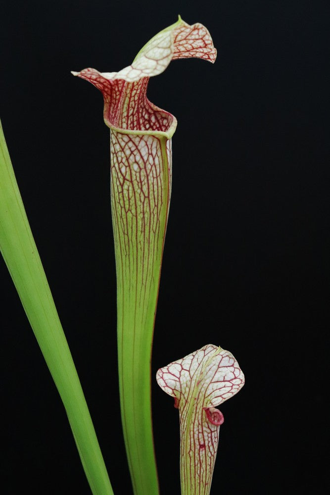 Sarracenia areolata "Giant" SX102 AC