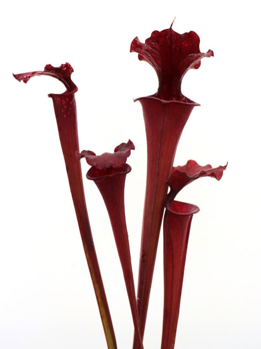 Sarracenia x moorei "All red" Giant Red Form SXM08 AC