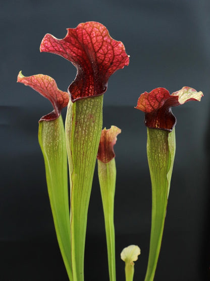 Sarracenia "LLama"