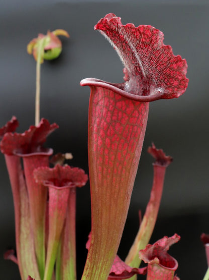 Sx "Jutathip Soper" x Leucophylla "Burgundy" L57 MK GC SEEDGROWN