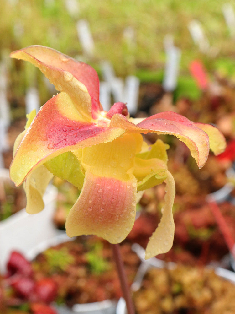 Sarracenia 'sorrow'