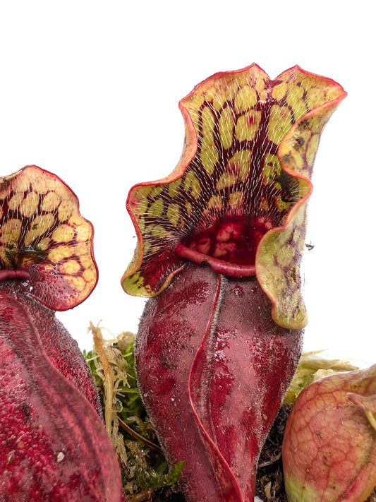 Sarracenia purpurea ssp. venosa  Sheely Pond x montana Transylvania Co.