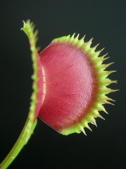 Dionaea muscipula 'Sawtooth' x "Red Piranha"