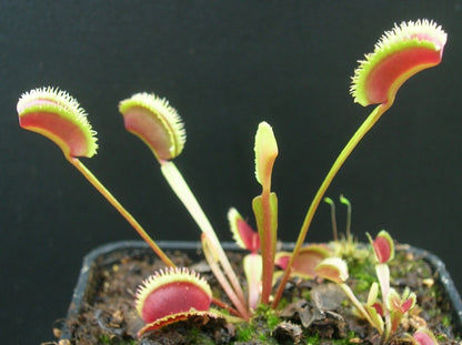 Dionaea muscipula "Sunrise"