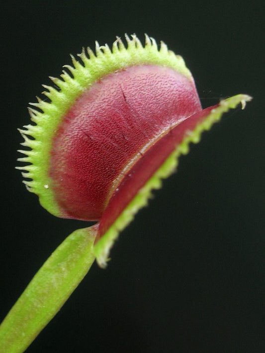 Dionaea muscipula "Sunrise"