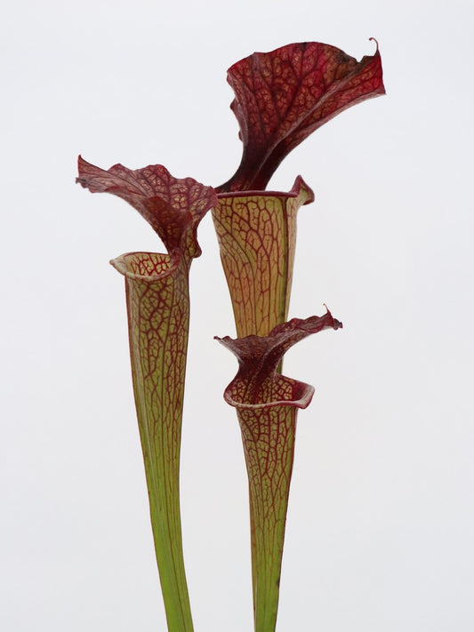 Sarracenia x moorei D.Svarc