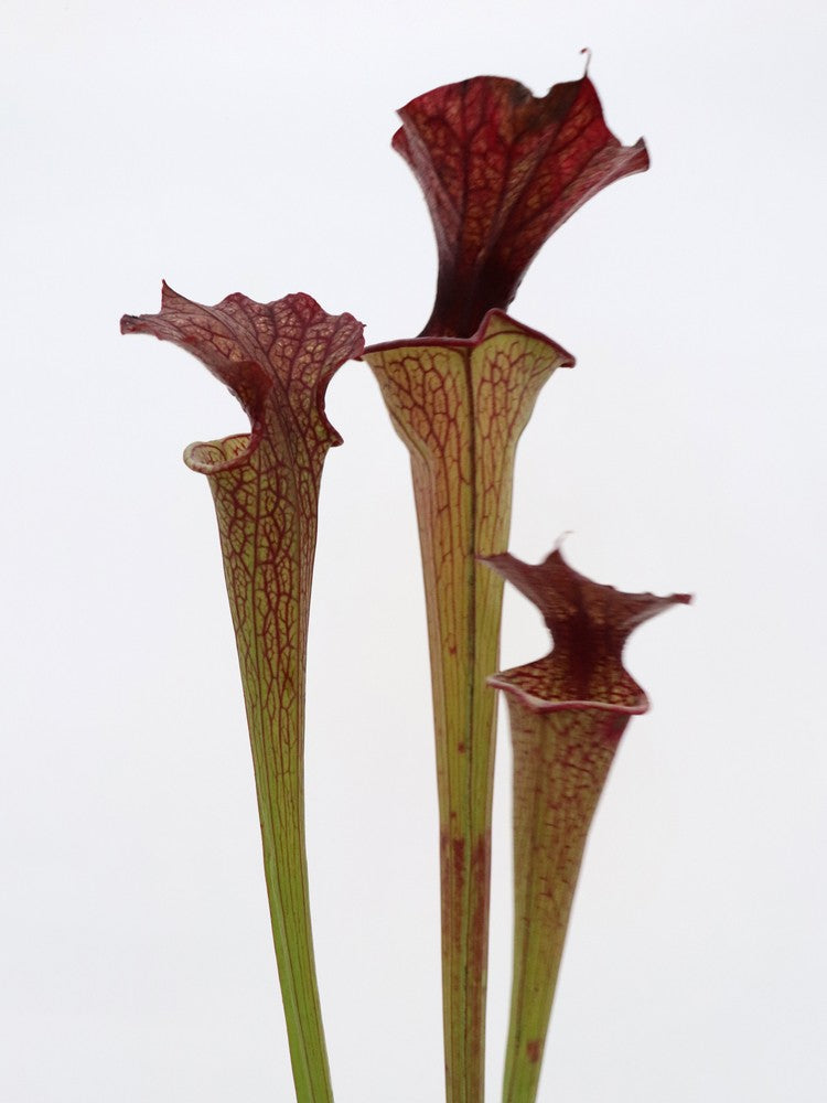 Sarracenia x moorei  D.Svarc