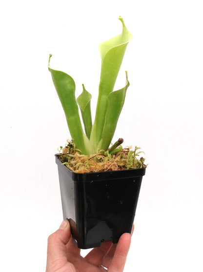 Heliamphora tatei var. tatei Cerro Marahuaca, Venezuela