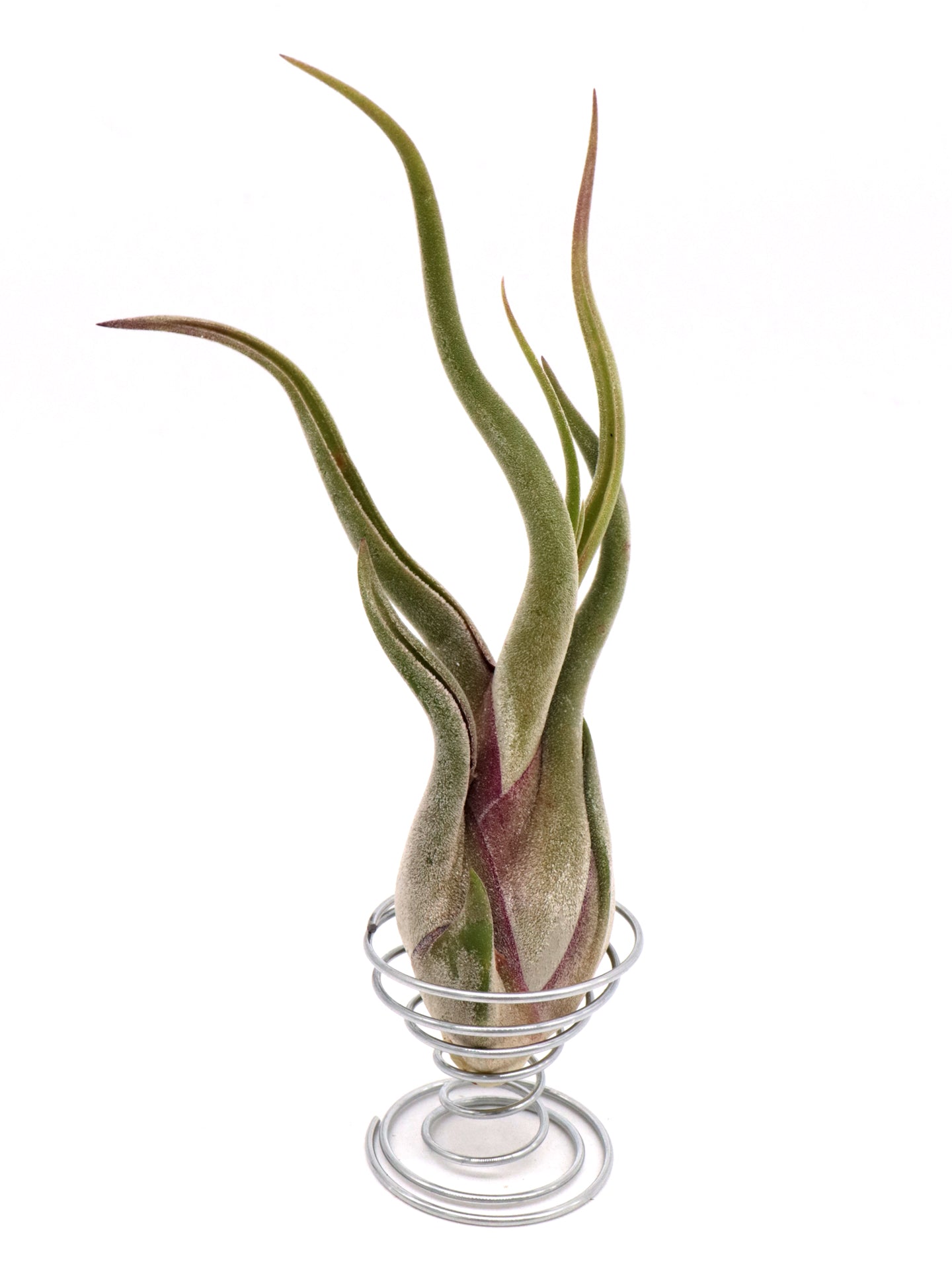 Tillandsia Caput Medusae