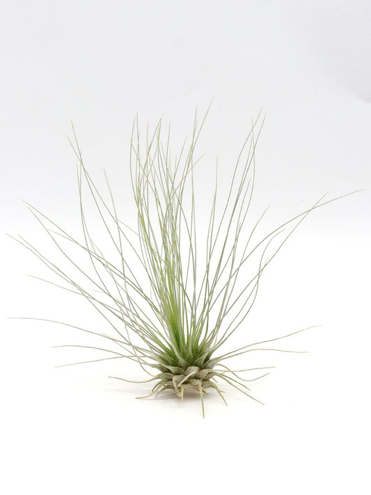 Tillandsia magnusiana