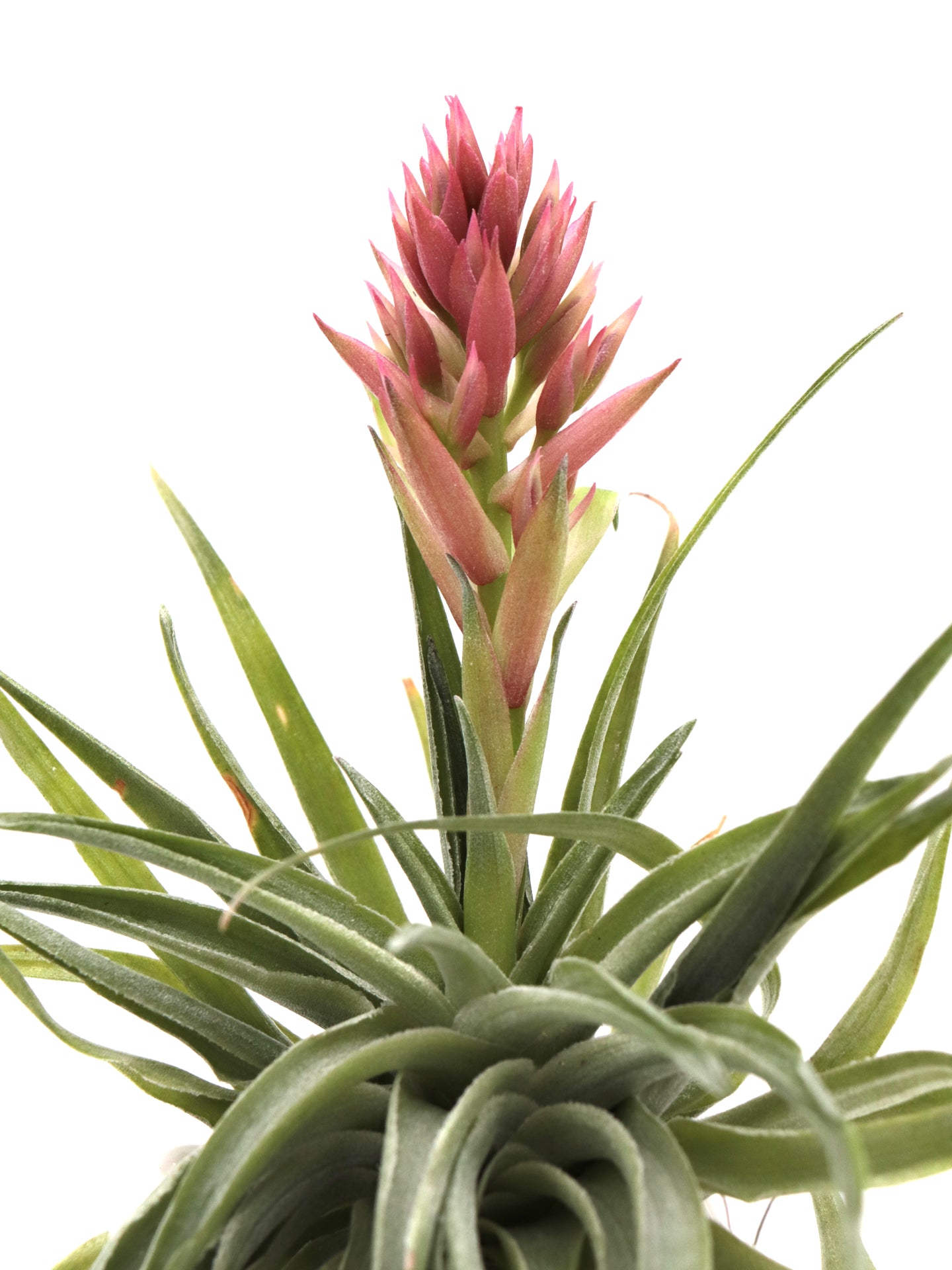 Tillandsia geminiflora