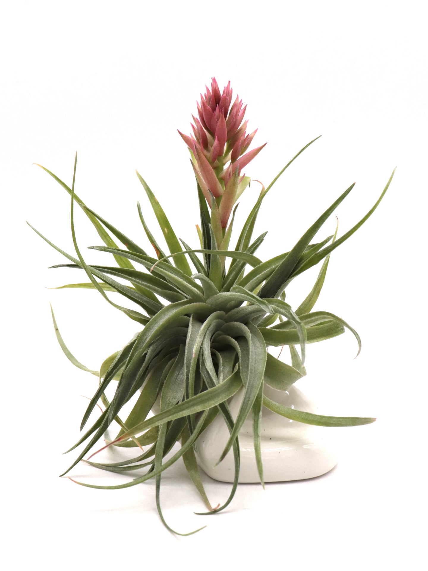 Tillandsia geminiflora