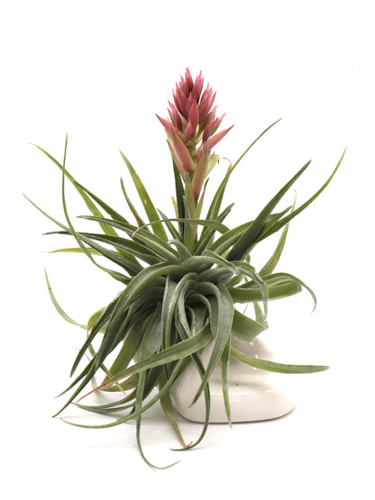 Tillandsia geminiflora