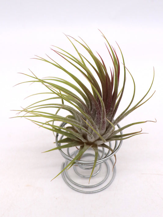 Tillandsia ionantha var. rubra