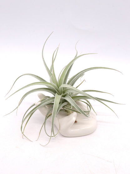 Tillandsia recurvifolia var. subsecundifolia