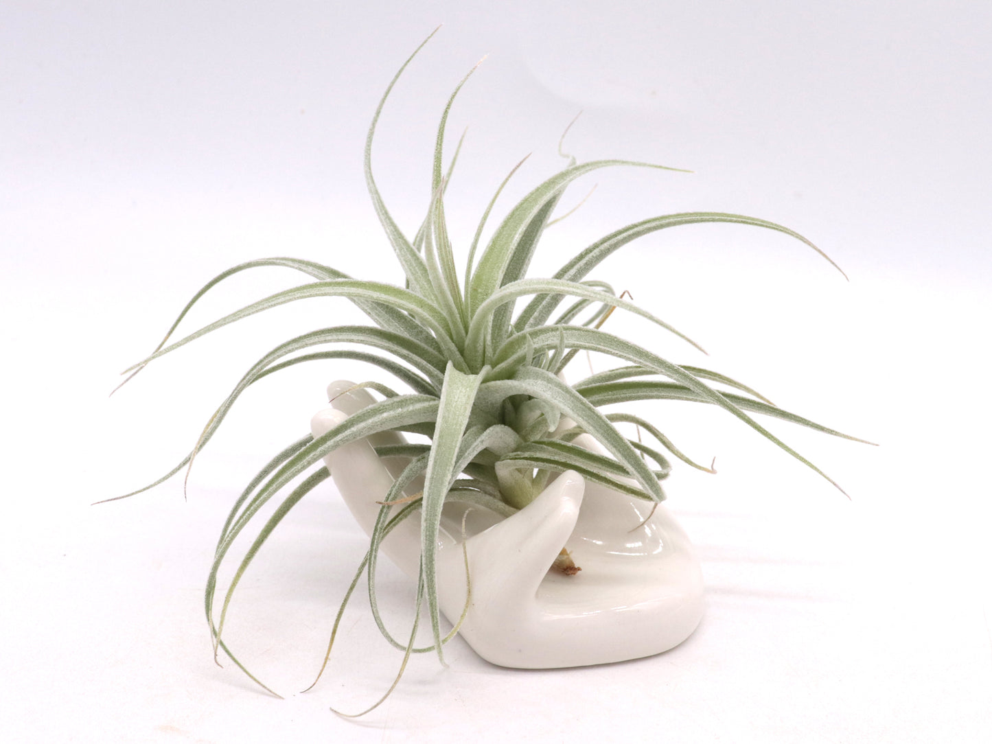 Tillandsia recurvifolia var. subsecundifolia