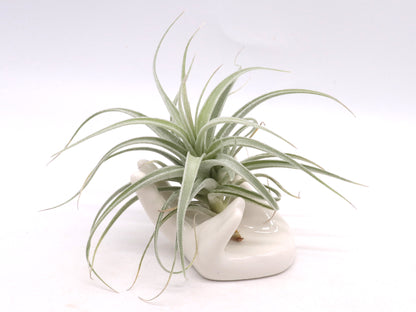 Tillandsia recurvifolia var. subsecundifolia