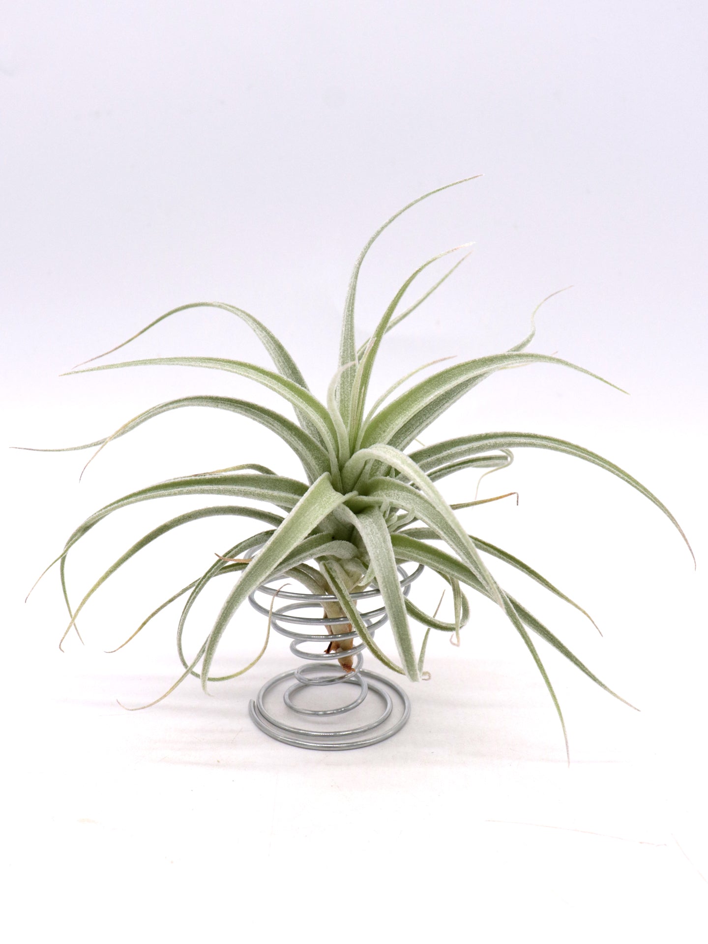 Tillandsia recurvifolia var. subsecundifolia