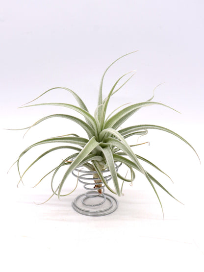 Tillandsia recurvifolia var. subsecundifolia