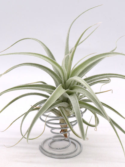 Tillandsia recurvifolia var. subsecundifolia