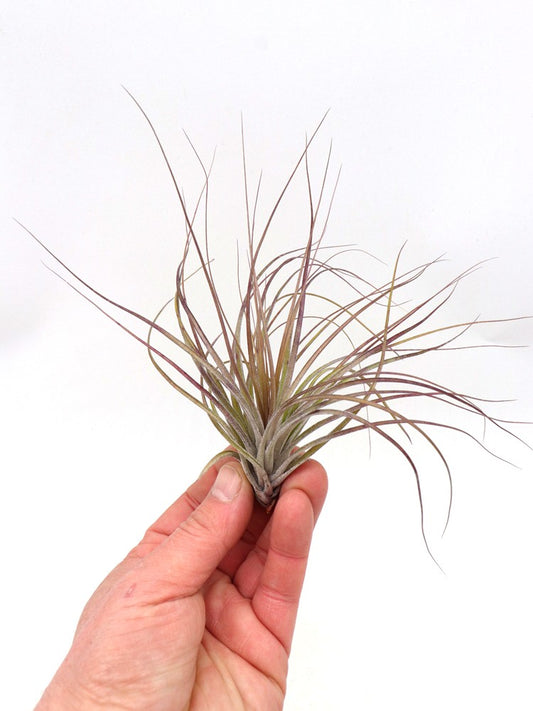 Tillandsia stricta