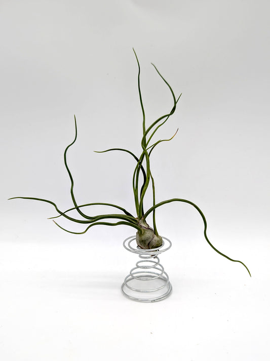 Tillandsia bulbosa