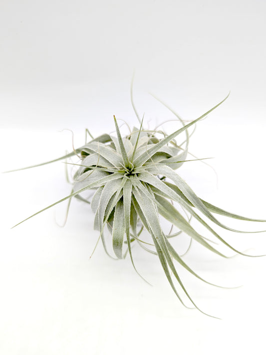 Tillandsia gardnerii