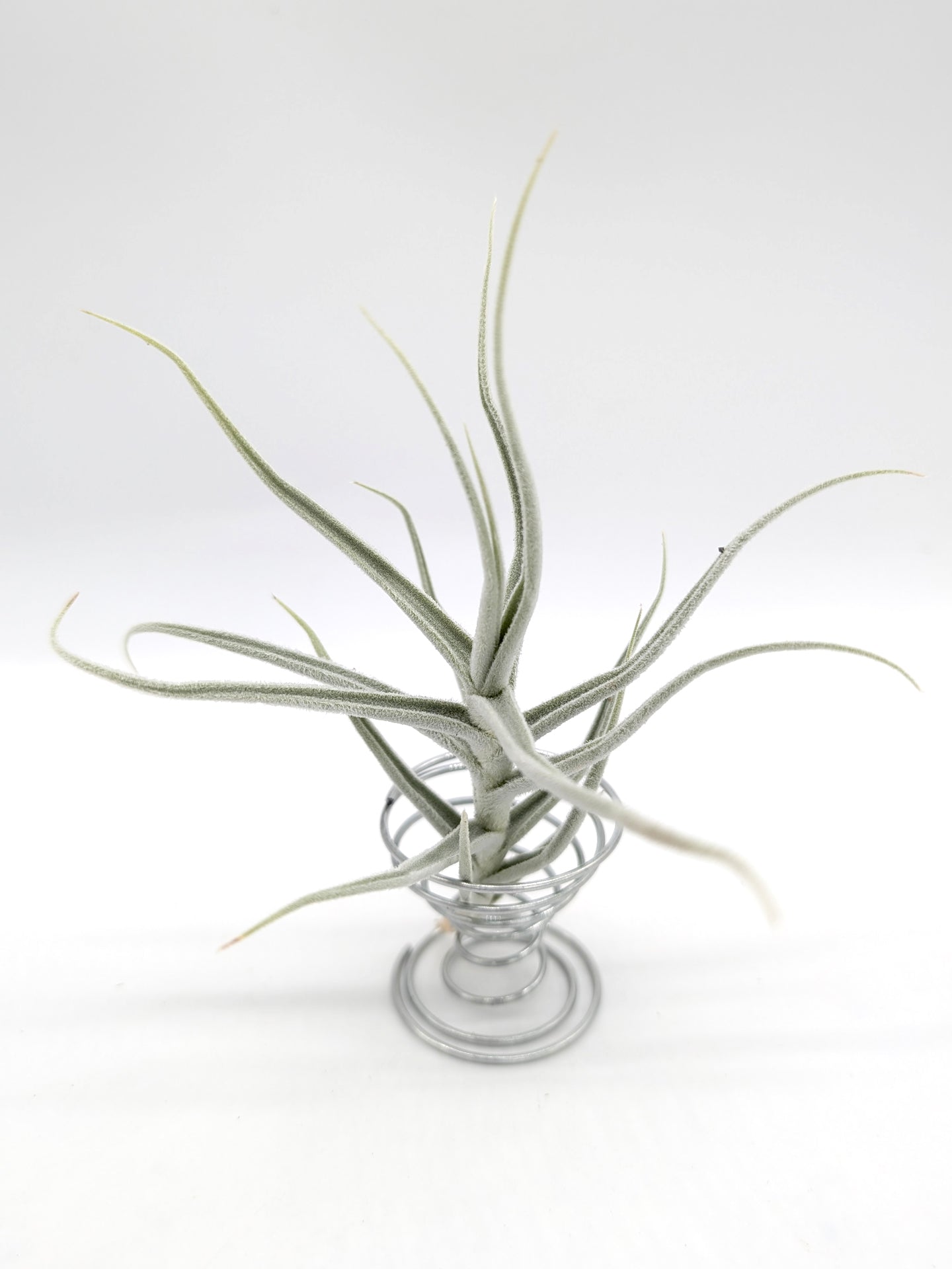 Tillandsia Palacea