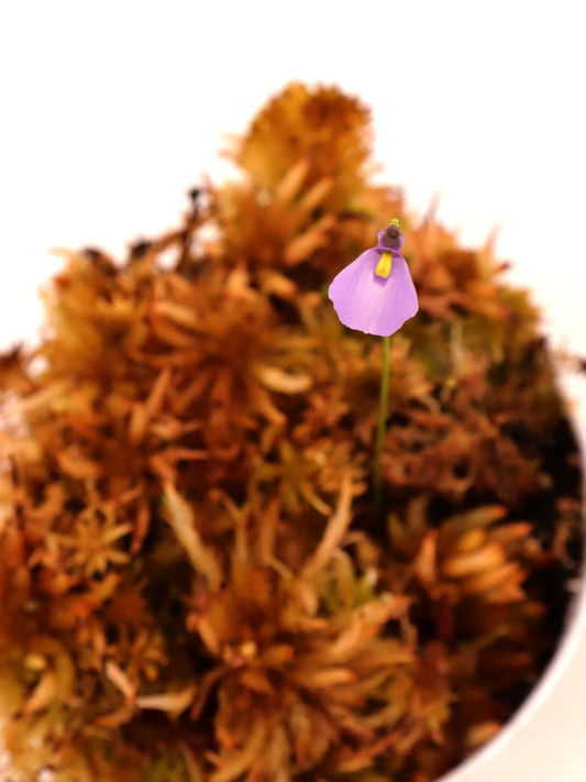 Utricularia dichotoma subsp. novae-zelandiae