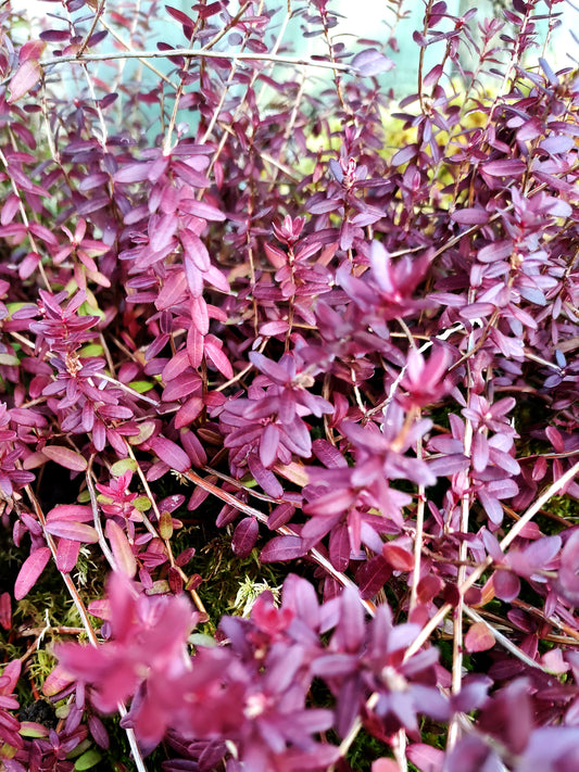 Vaccinium macrocarpon  Mirtillo Rosso Americano