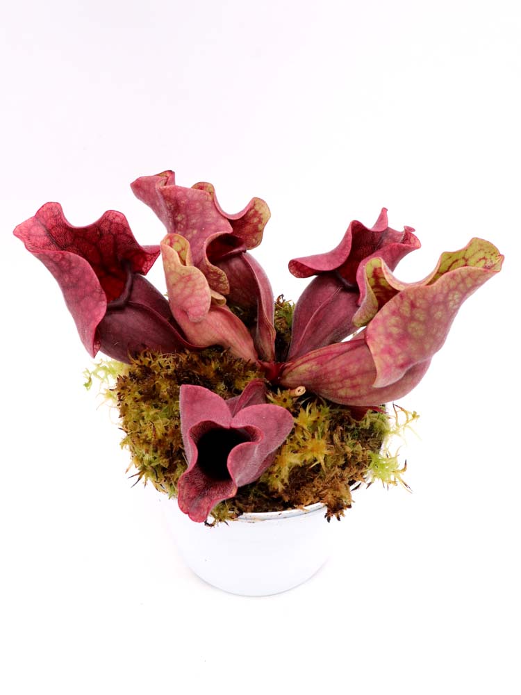 PV10 GC Sarracenia purpurea ssp. venöse „Schwarze Lippe“