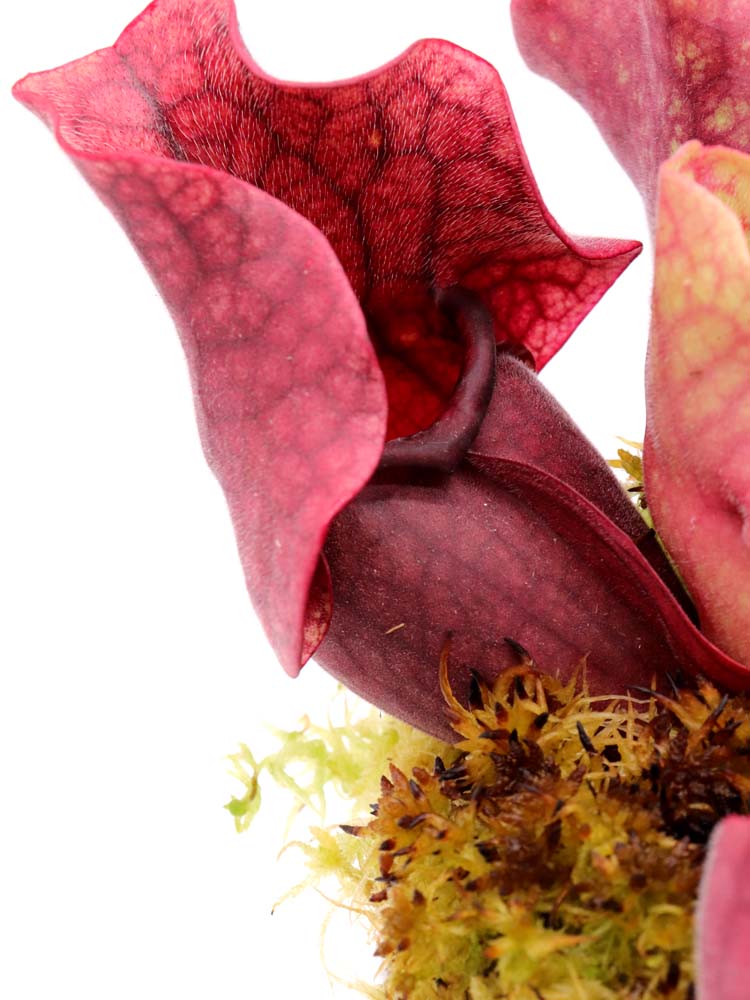 PV10 GC Sarracenia purpurea ssp. venöse „Schwarze Lippe“