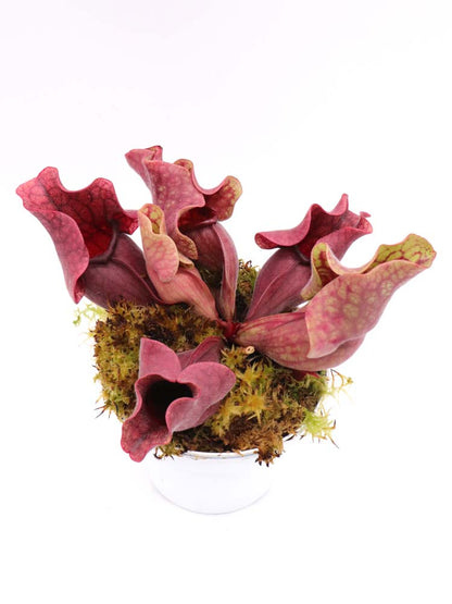 PV10 GC Sarracenia purpurea ssp. venöse „Schwarze Lippe“