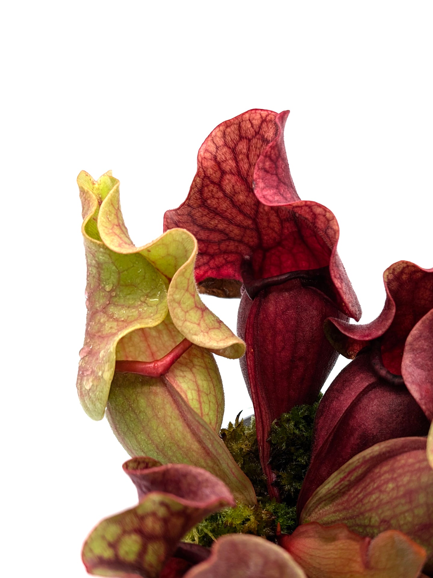 PV10 GC Sarracenia purpurea ssp. venöse „Schwarze Lippe“