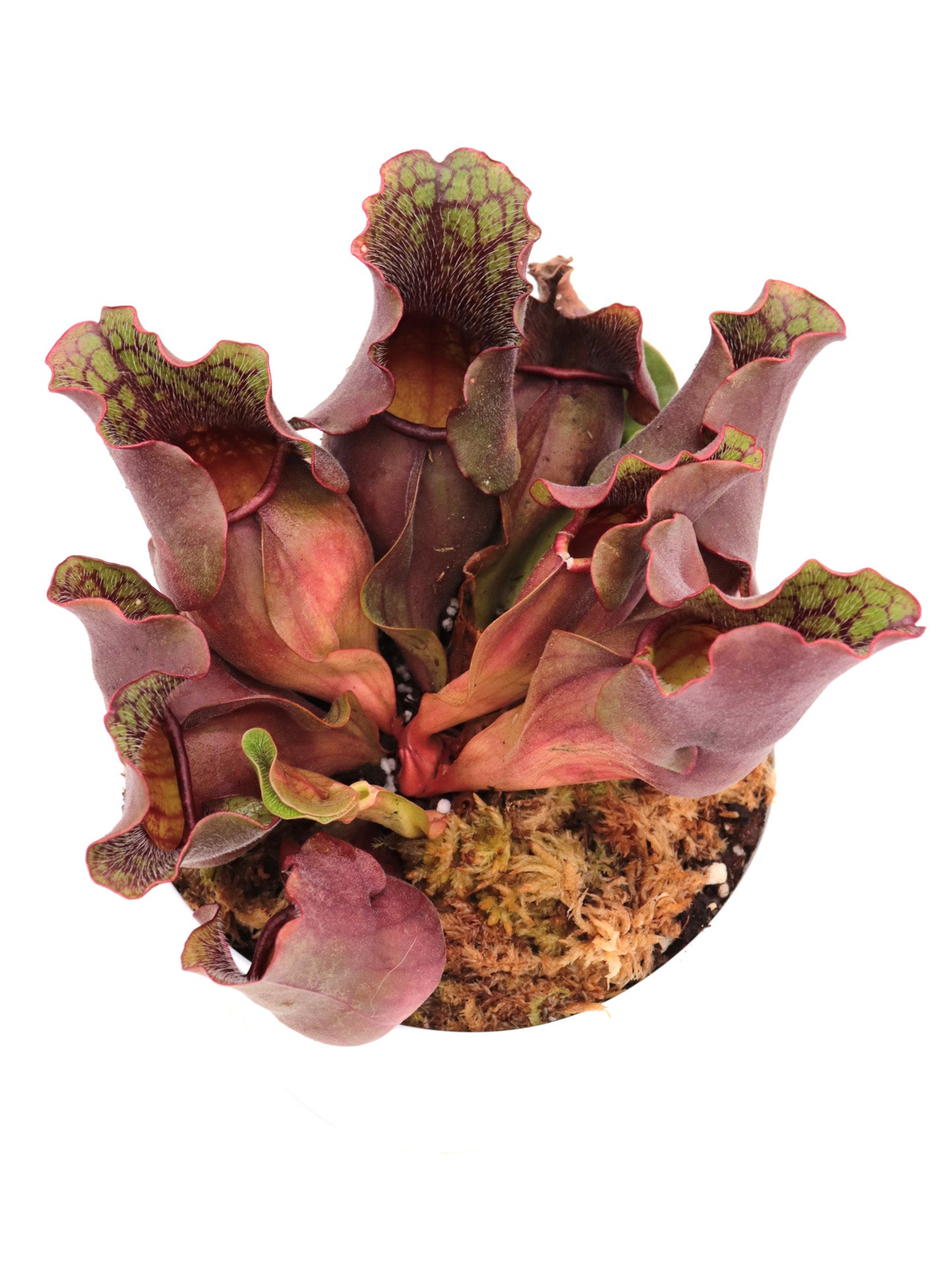 Sarracenia purpurea ssp. venosa Carteret Co.