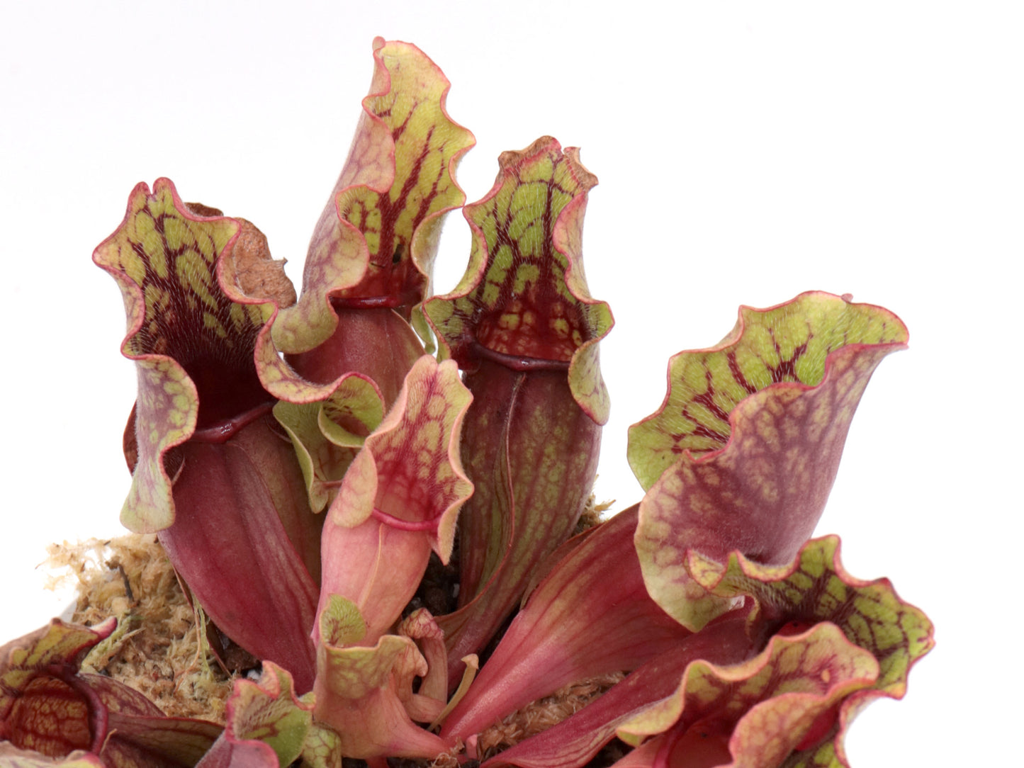 Sarracenia purpurea ssp. venosa  Reedy Creek, Caroline Co.