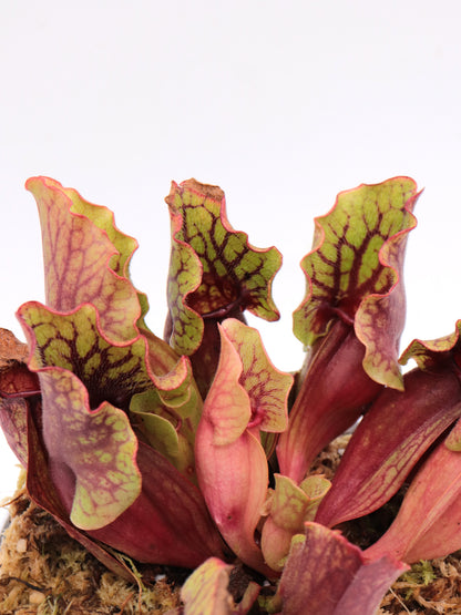 Sarracenia purpurea ssp. venosa  Reedy Creek, Caroline Co.