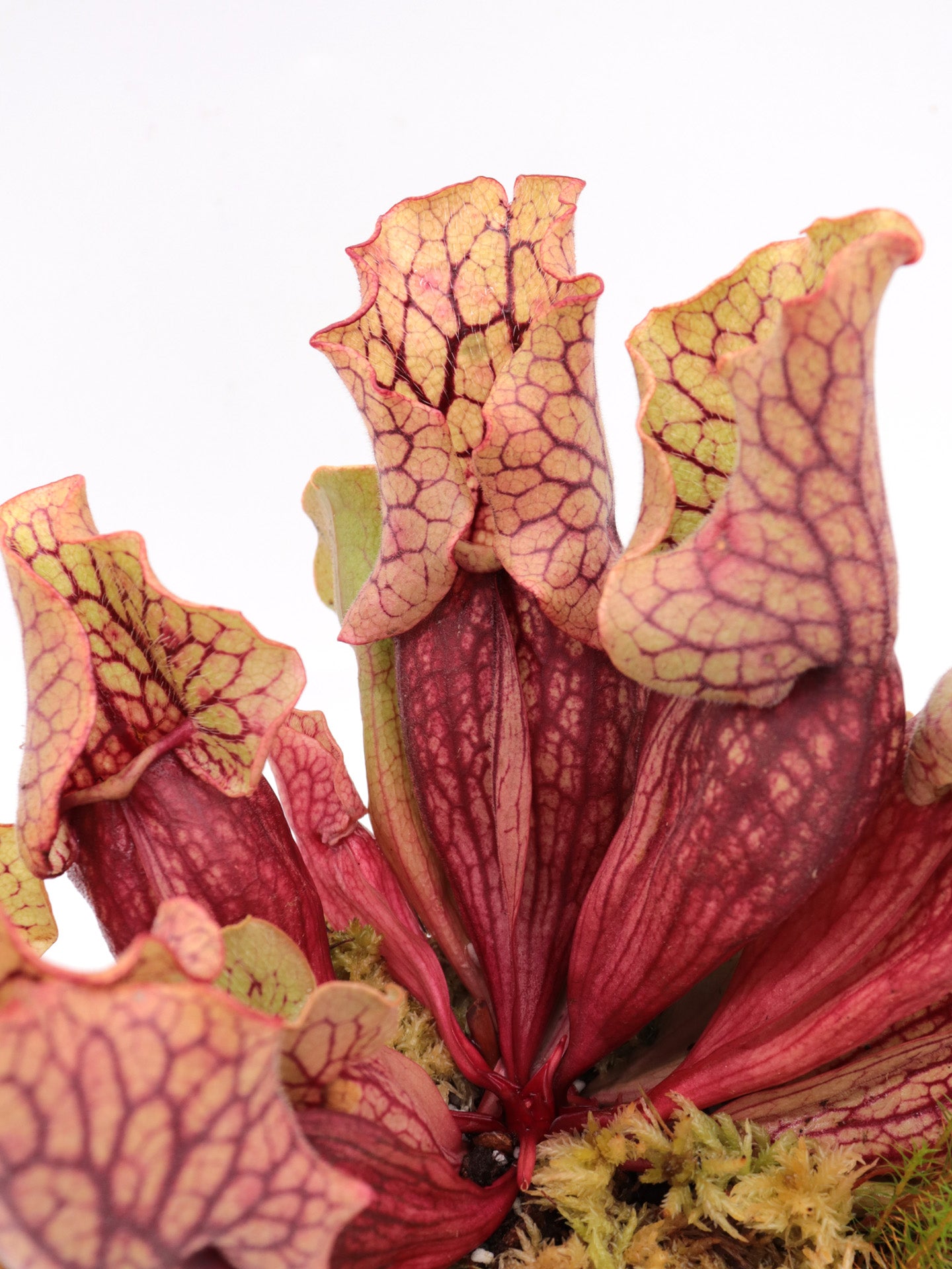 Sarracenia purpurea ssp. venosa  Tattnall Co. Georgia