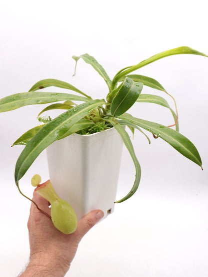 Nepenthes ventricosa "Alba"