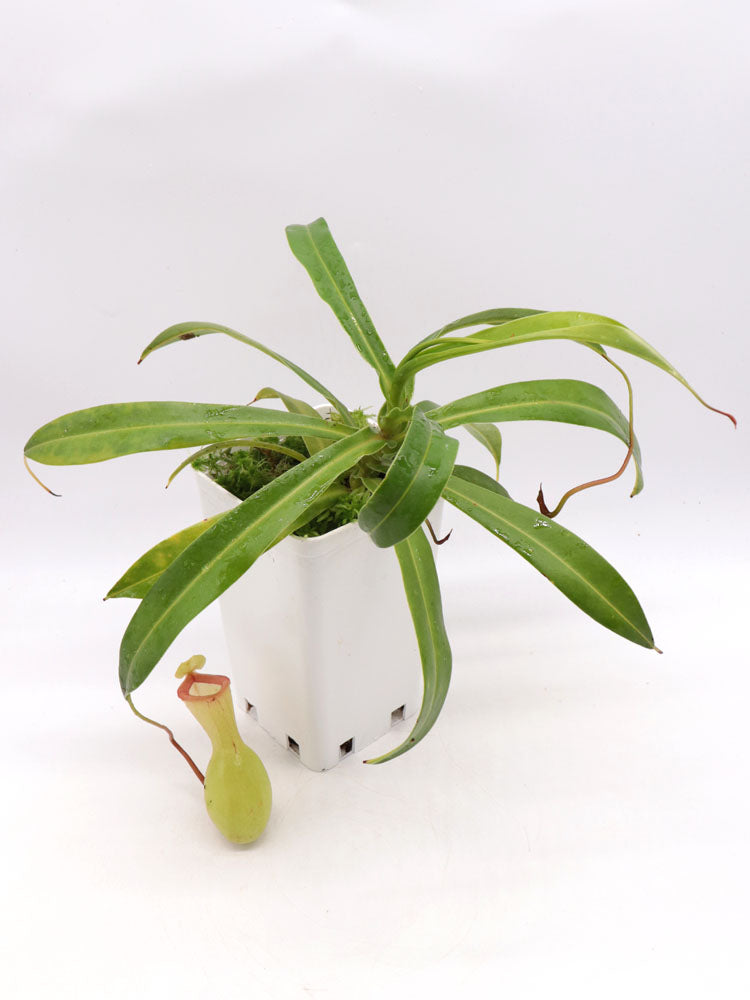 Nepenthes ventricosa "Alba"