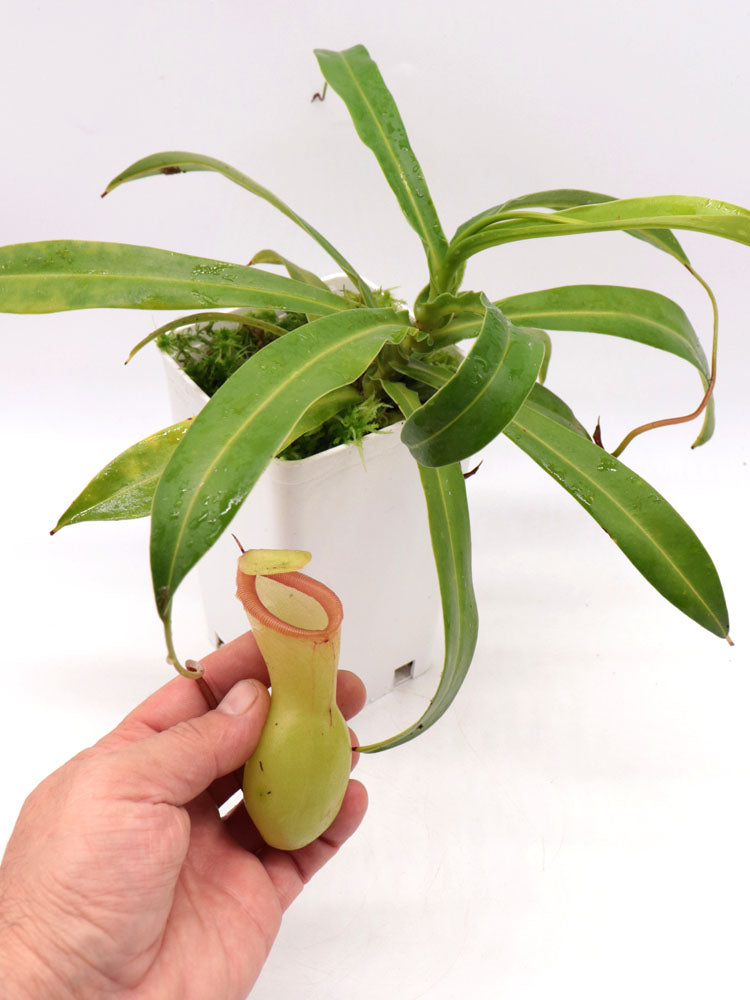 Nepenthes ventricosa "Alba"