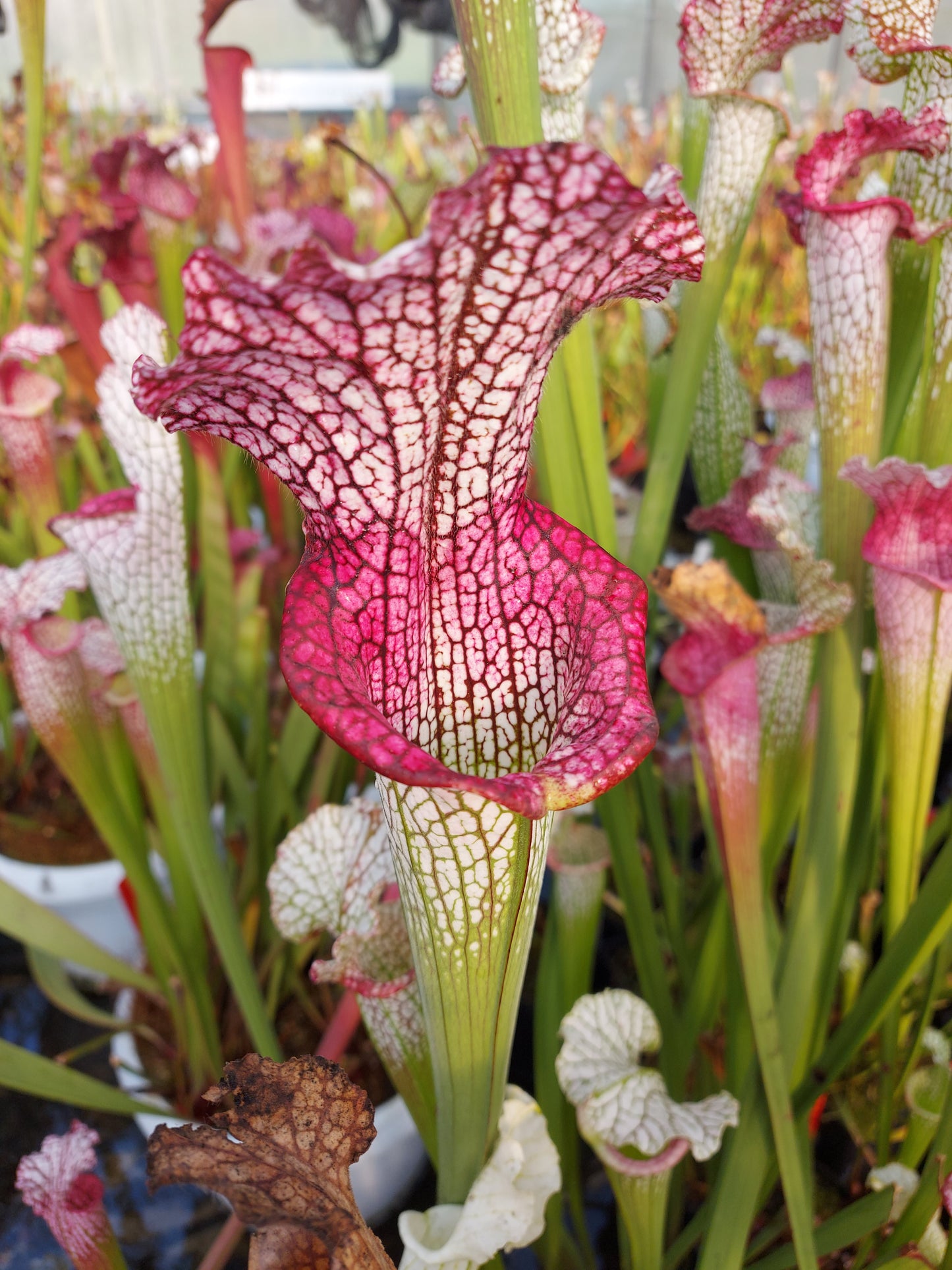 L3 GC Sarracenia leucophylla „Viper“