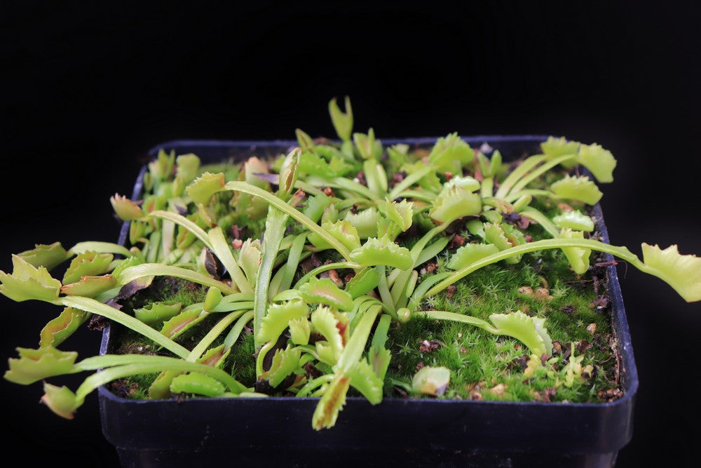 Dionaea muscipula 'Wacky traps'