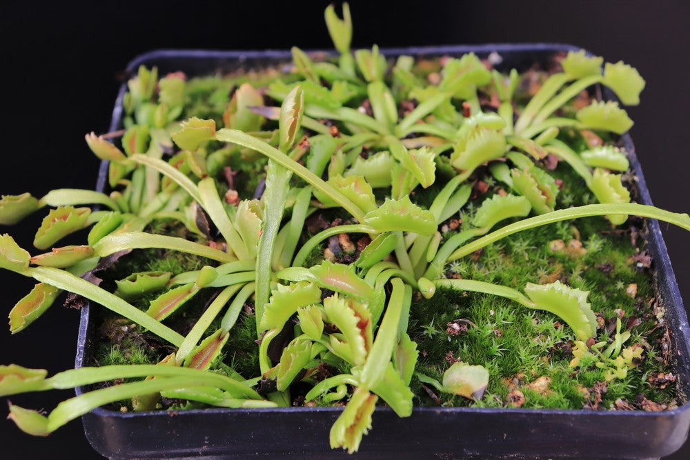 Dionaea muscipula 'Wacky traps'