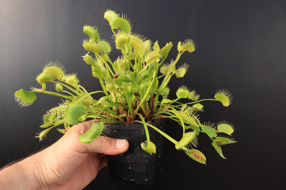 Dionaea muscipula "XL"